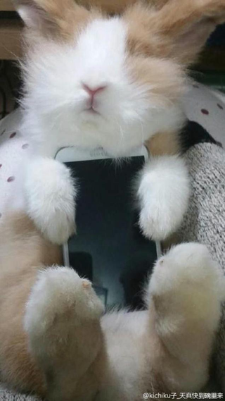 Illustration for article titled Don't Use Real Rabbits as Your Smartphone Case